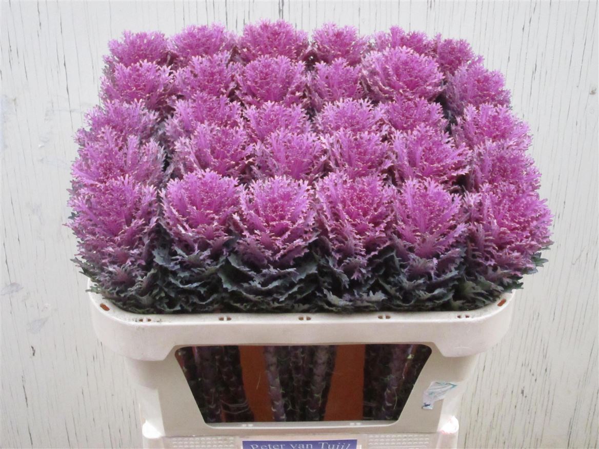 Brassica Crane Queen 70cm