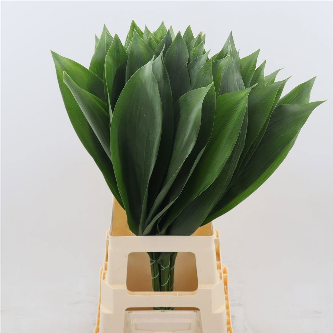 Aspidistra Leaves Bunch 80cm