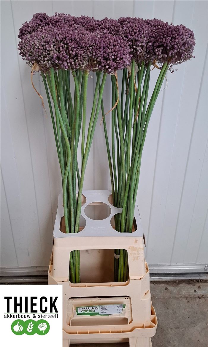 Allium Pink Lady 100cm