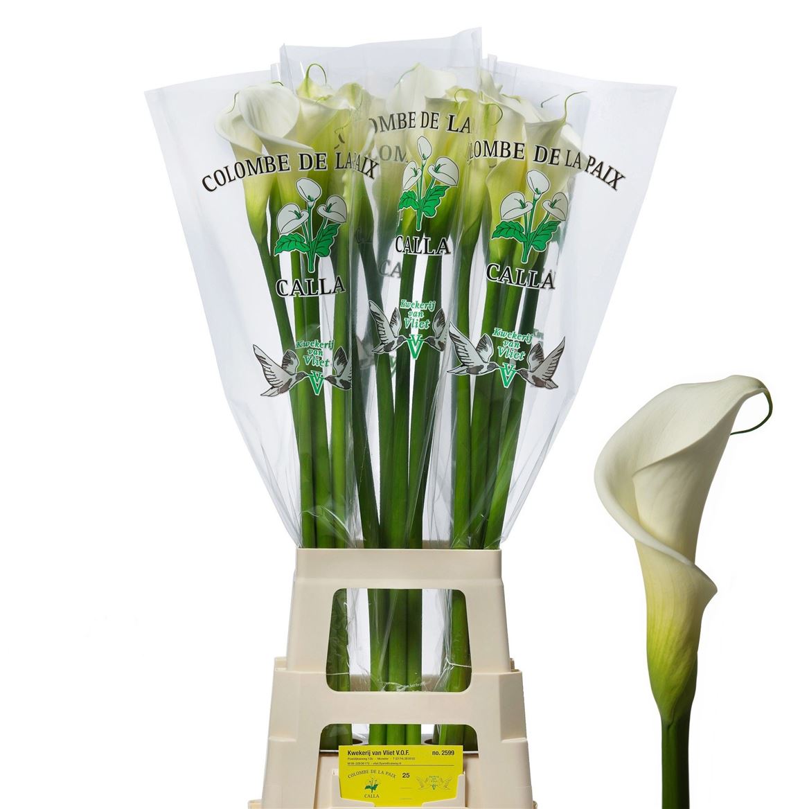 Calla Colombe 90cm