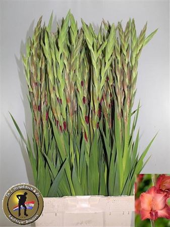 Gladiolus Indian Summer 110cm 150gram