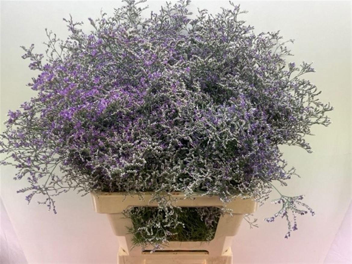 Limonium Beltlaard 70cm 50gr.