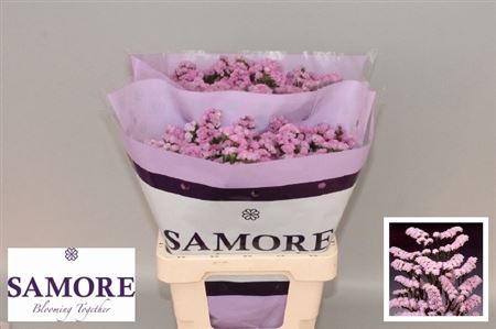 Limonium Sinuatum Rosella Sun Birds 60cm 30gr.