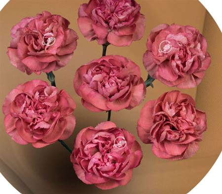 Dianthus Spr 60cm