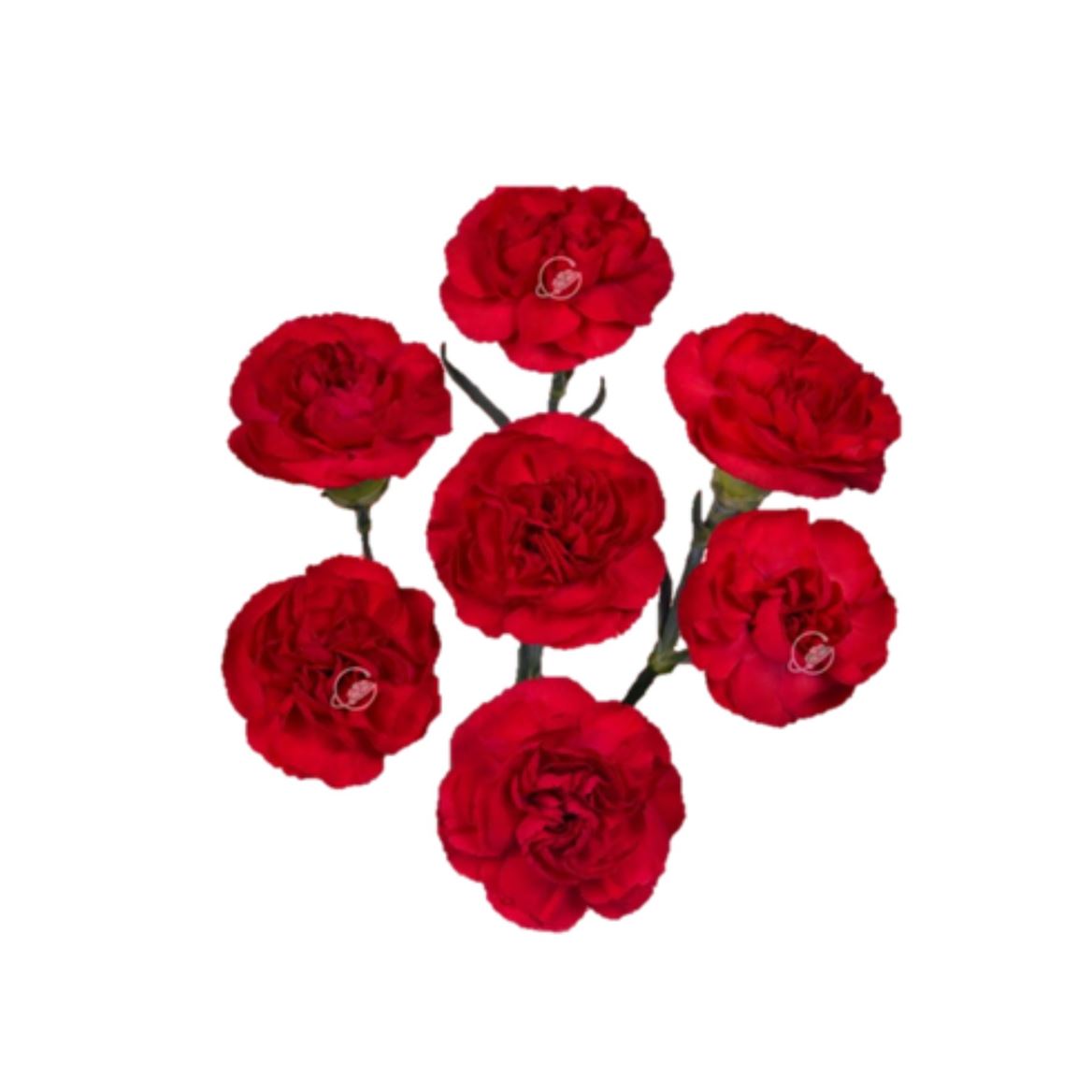 Dianthus Spr 60cm