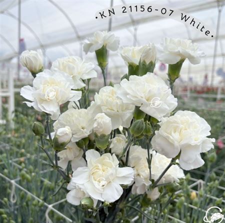 Dianthus Spr 60cm