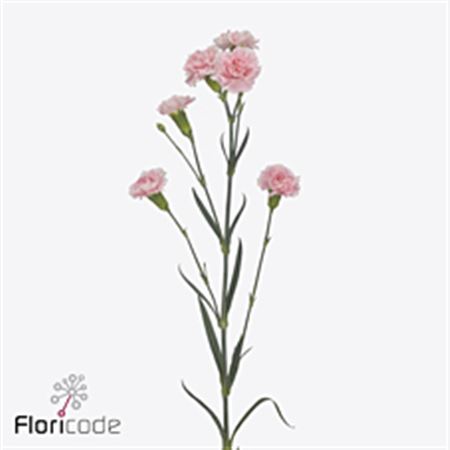 Dianthus Spray Gianna 60cm