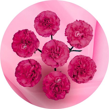 Dianthus Spr 60cm