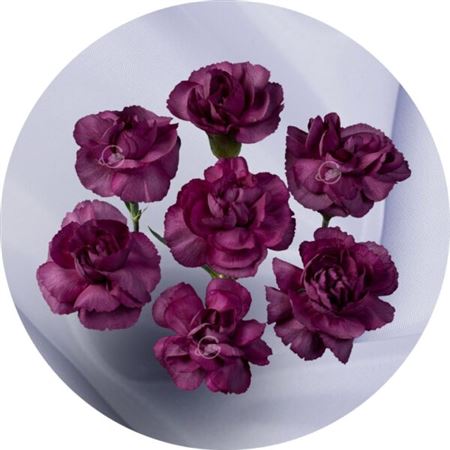 Dianthus Spr 60cm