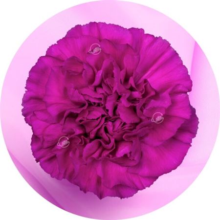 Dianthus St 70cm