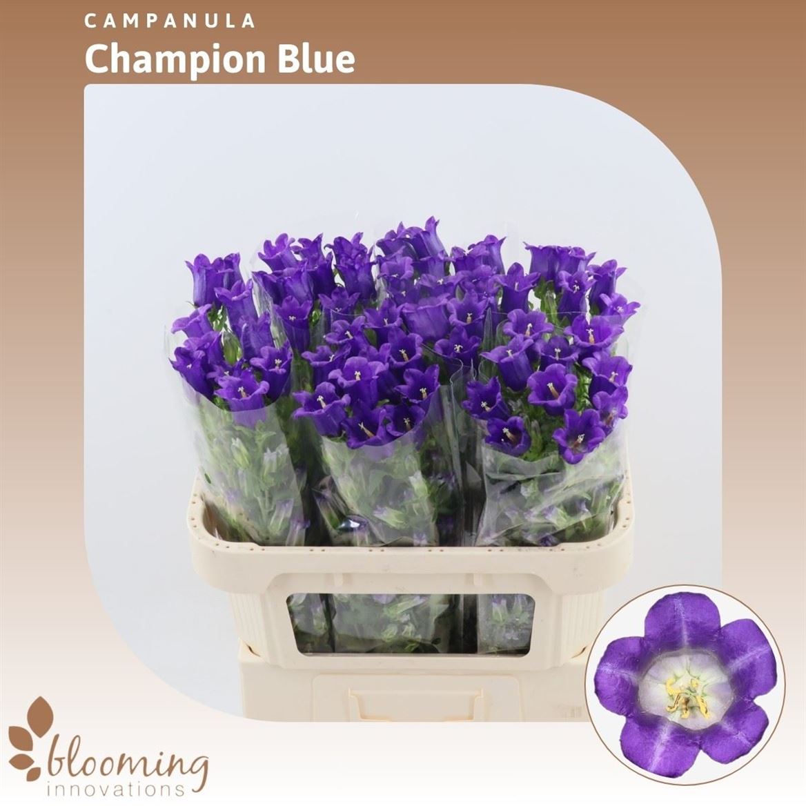 Campanula Champion Blue 70cm