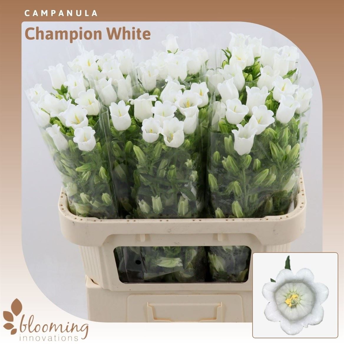 Campanula Medium Champion White 70cm