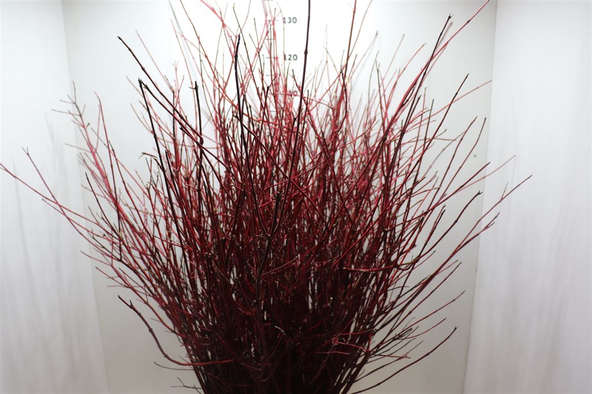 Cornus Alba Sibirica 120cm