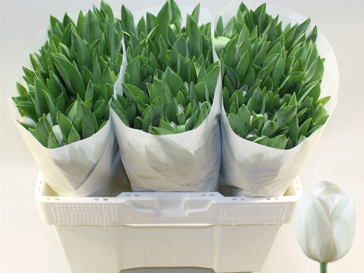 Tulip Single Royal Virgin 40cm 33gr.