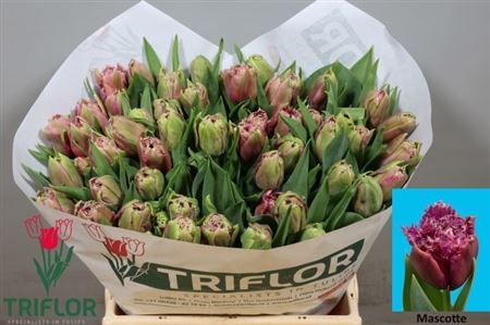 Tulip Frilled Mascotte 40cm 40gr.