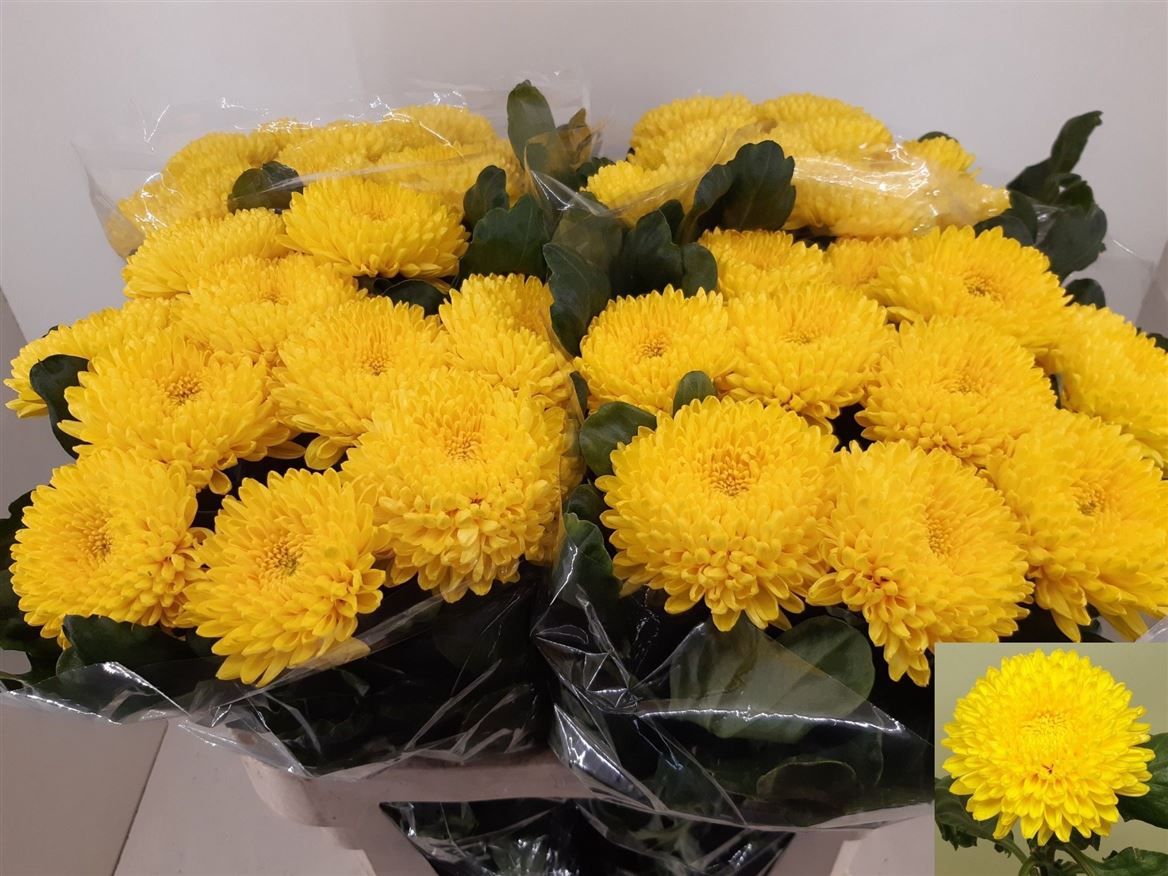 Chrys Single Migoli 70cm 80gram