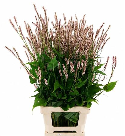 Persicaria Overig 80cm