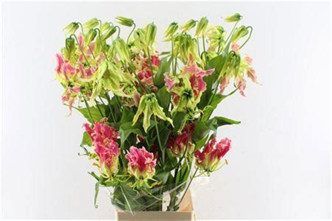 Gloriosa Exot Pink 80cm