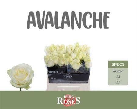 Rosa Avalanche 40cm