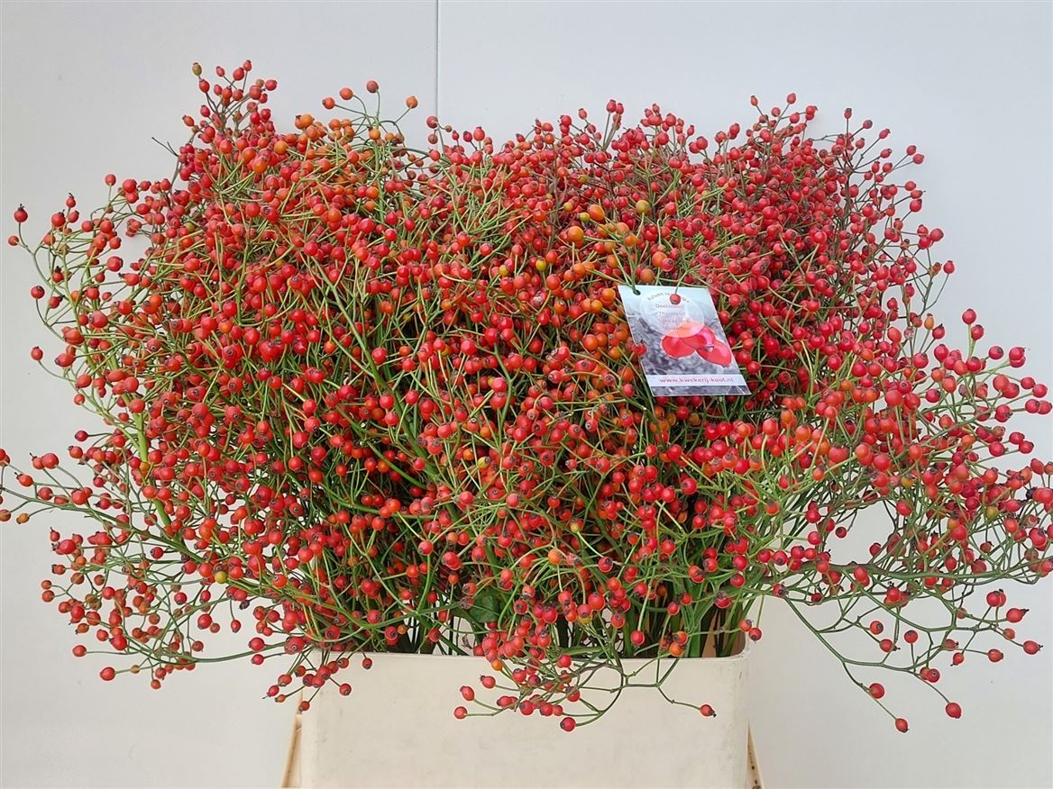 Rosa F Aut Splendor 100cm