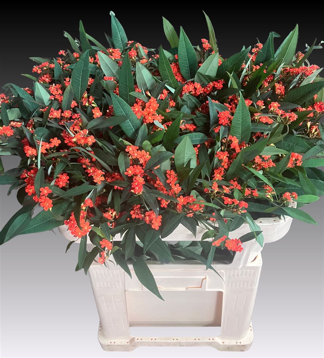 Euphorbia Spray Queen Of Orange 70cm