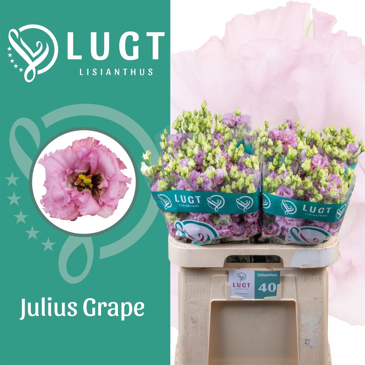 Lisianthus Double Julius Grape 70cm