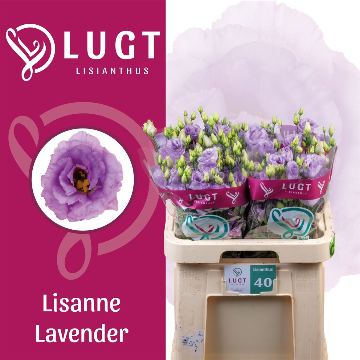 Lisianthus Double Lisanne Lavender 70cm