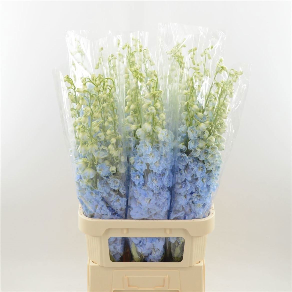 Delphinium El Dewi Boy 100cm