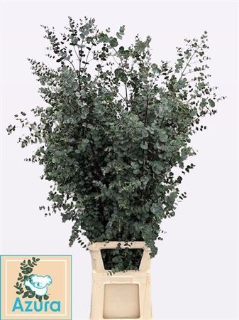 Euca Gu Azura 150cm