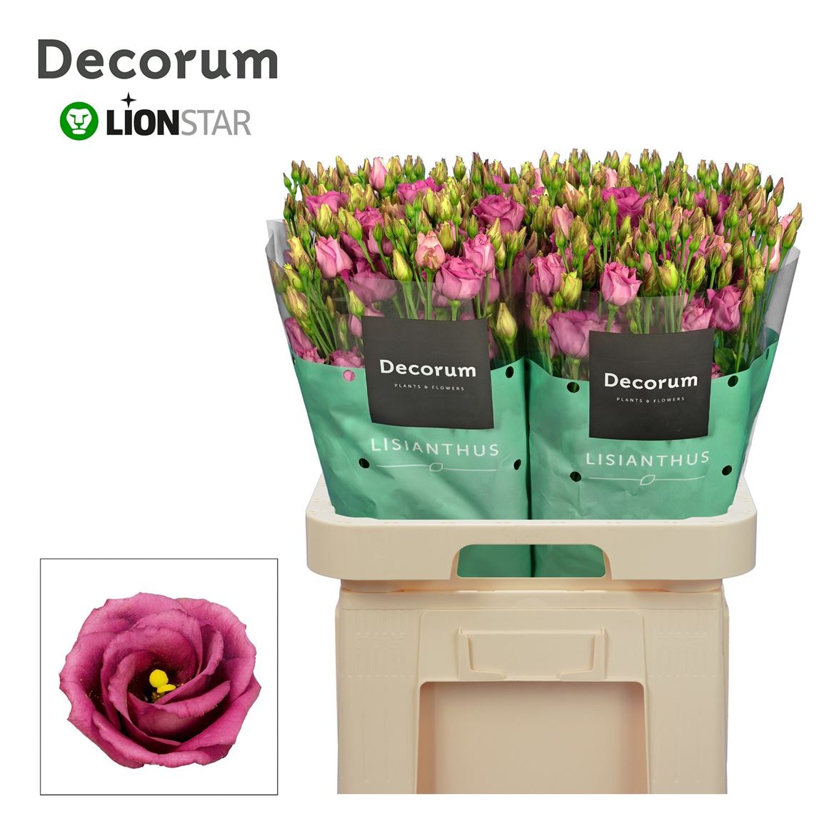 Lisianthus Double Rosita Cherry 70cm