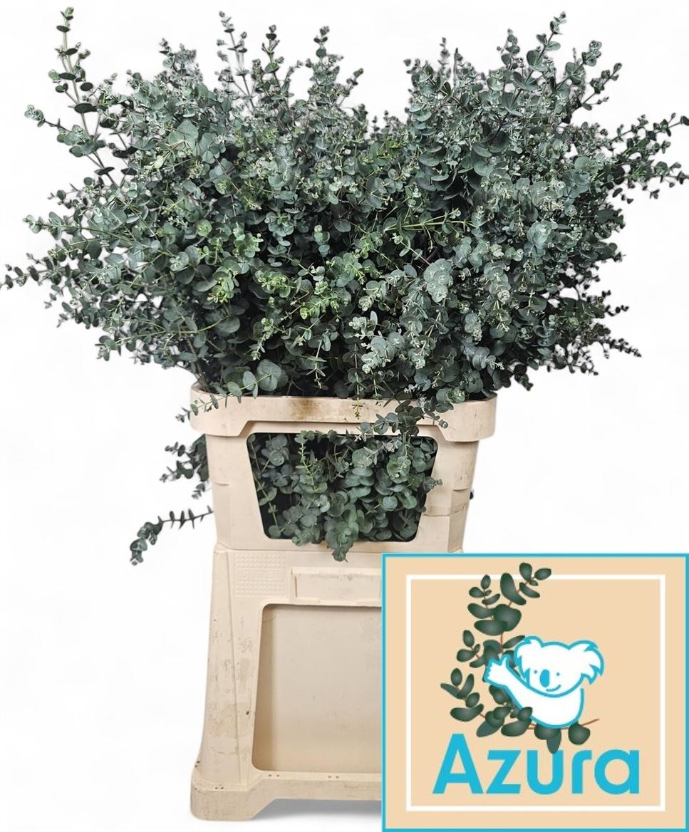 Euca Gu Azura 100cm
