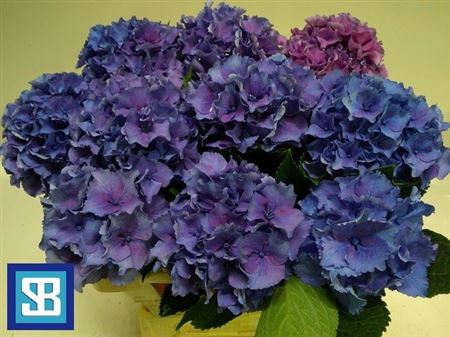 Hydrangea Royal Parade 60cm 14Ø