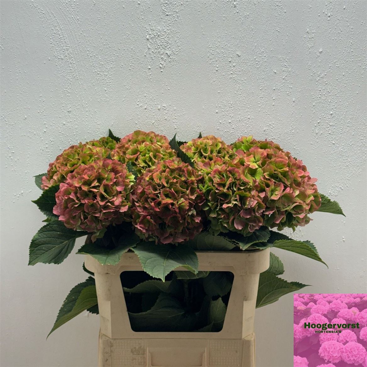 Hydrangea Verena Classic 80cm 19-21cm Hd