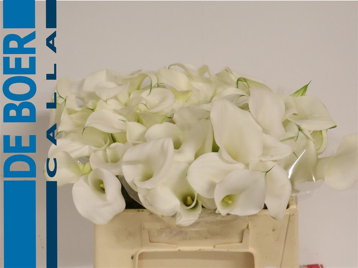 Calla Capt Ventura 35cm