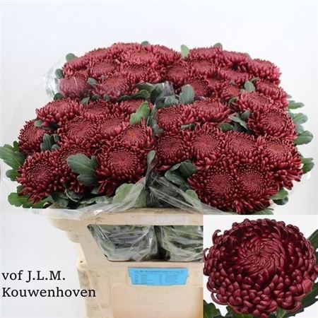 Chrysanth Single Bigoudi Red 70cm 100gr.