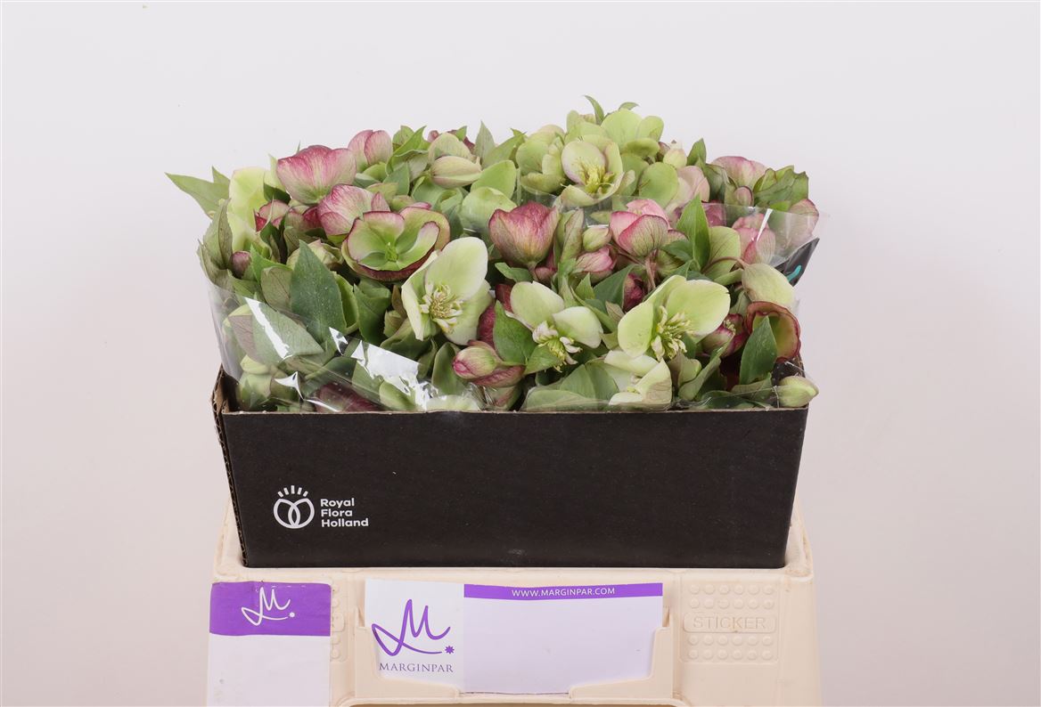 Helleborus Mammoth Mix 40cm