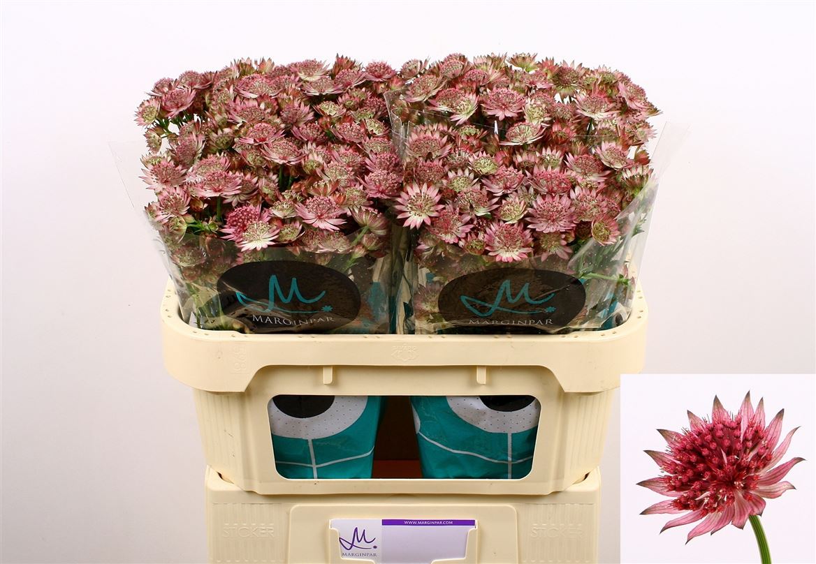 Astrantia Roma 70cm