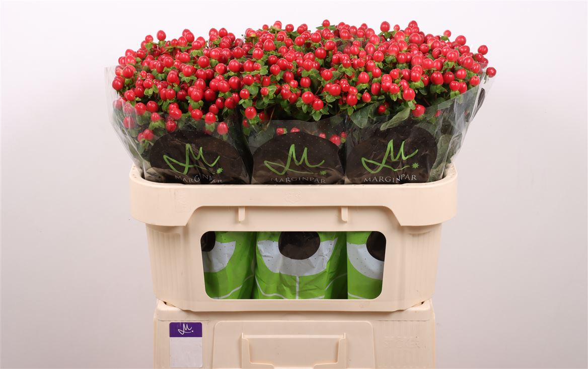 Hypericum Tomato Flair 70cm