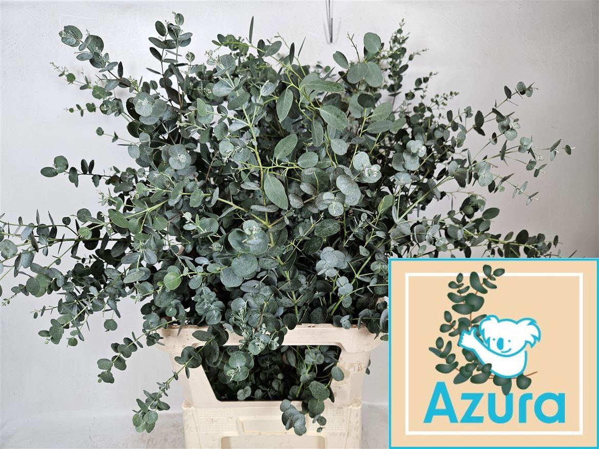 Euca Gu Azura 100cm