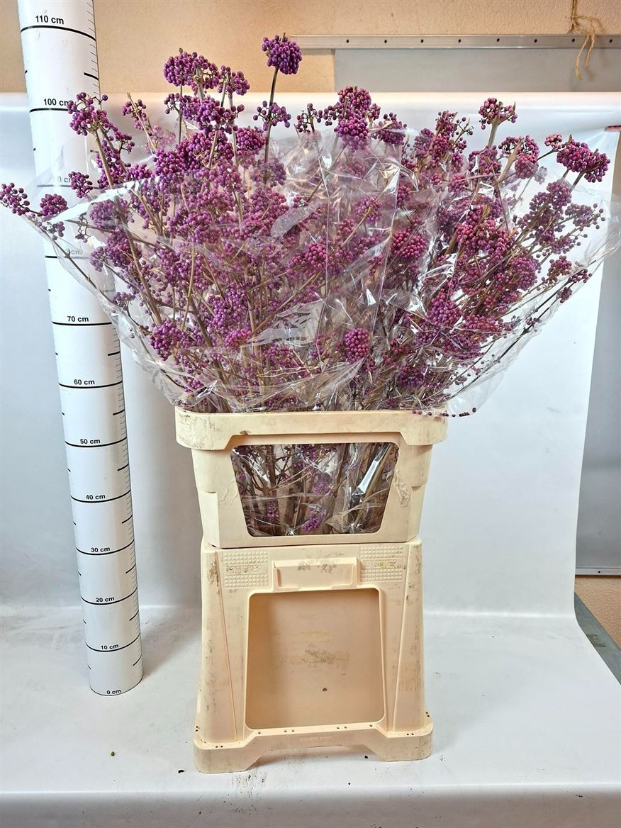 Callicarpa Bodinieri Profusion 100cm