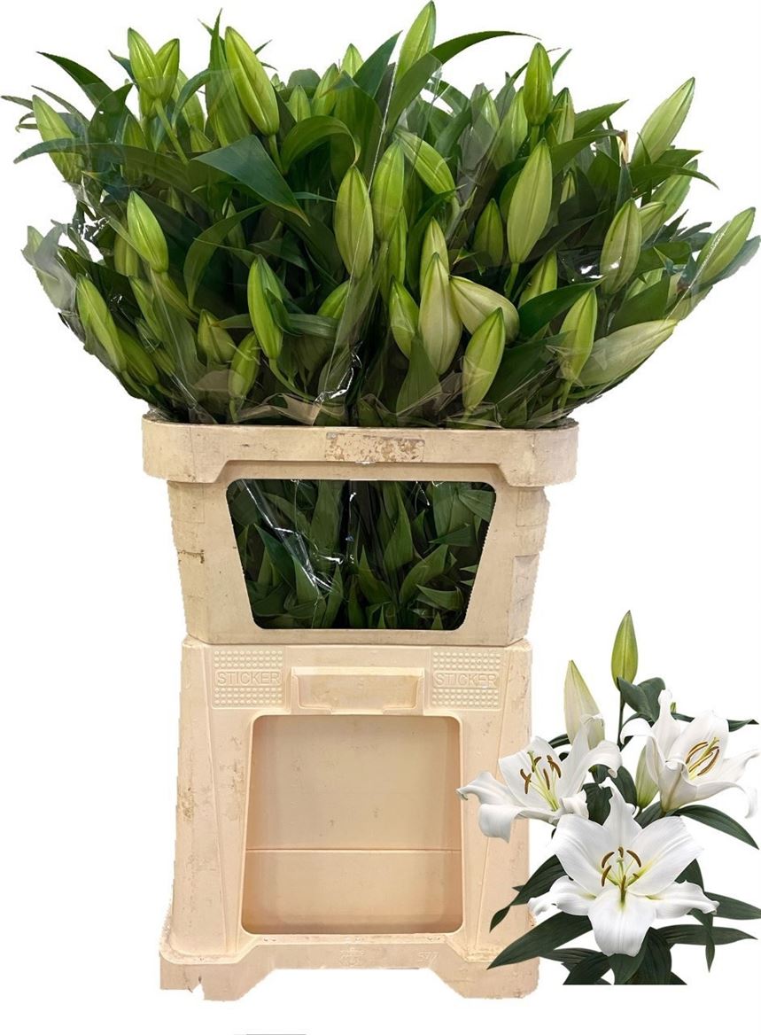 Lilium Ot Zambesi 80cm 4/5bl