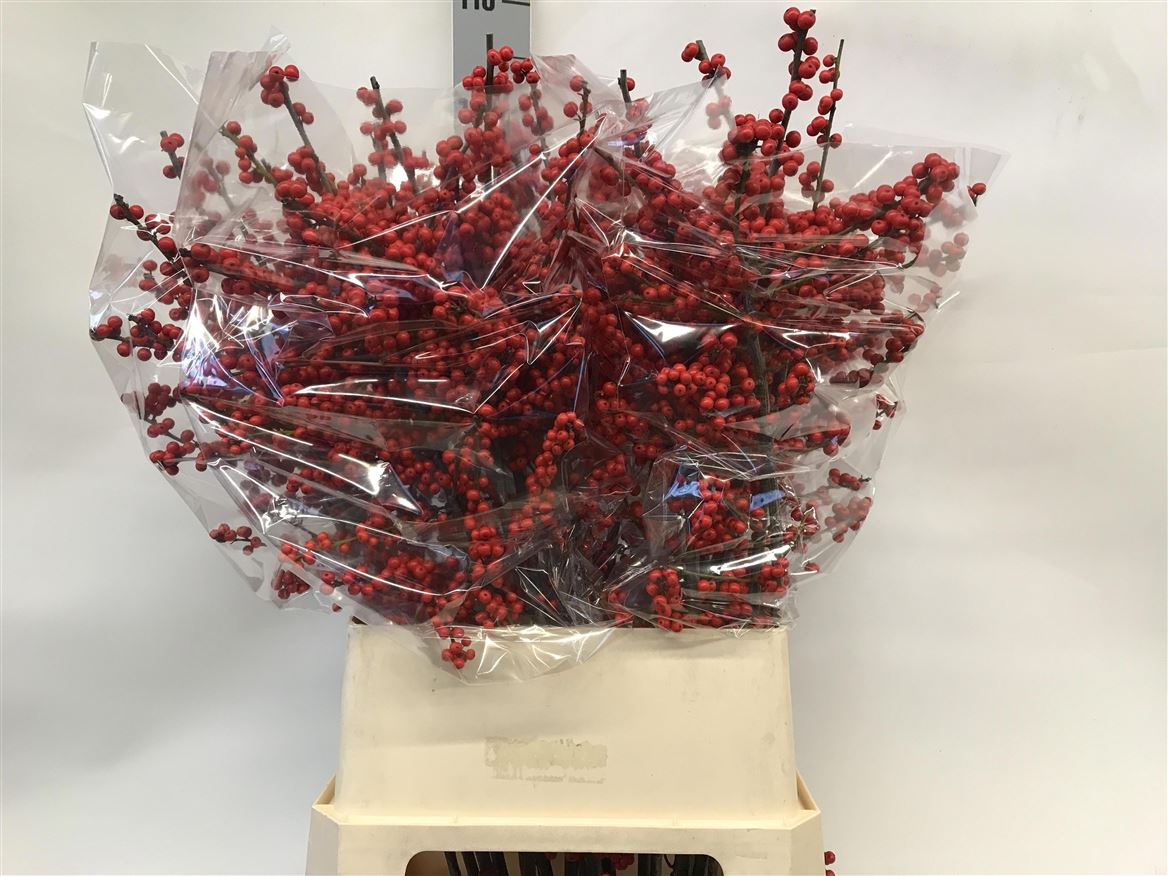 Ilex Verticlilata 100cm