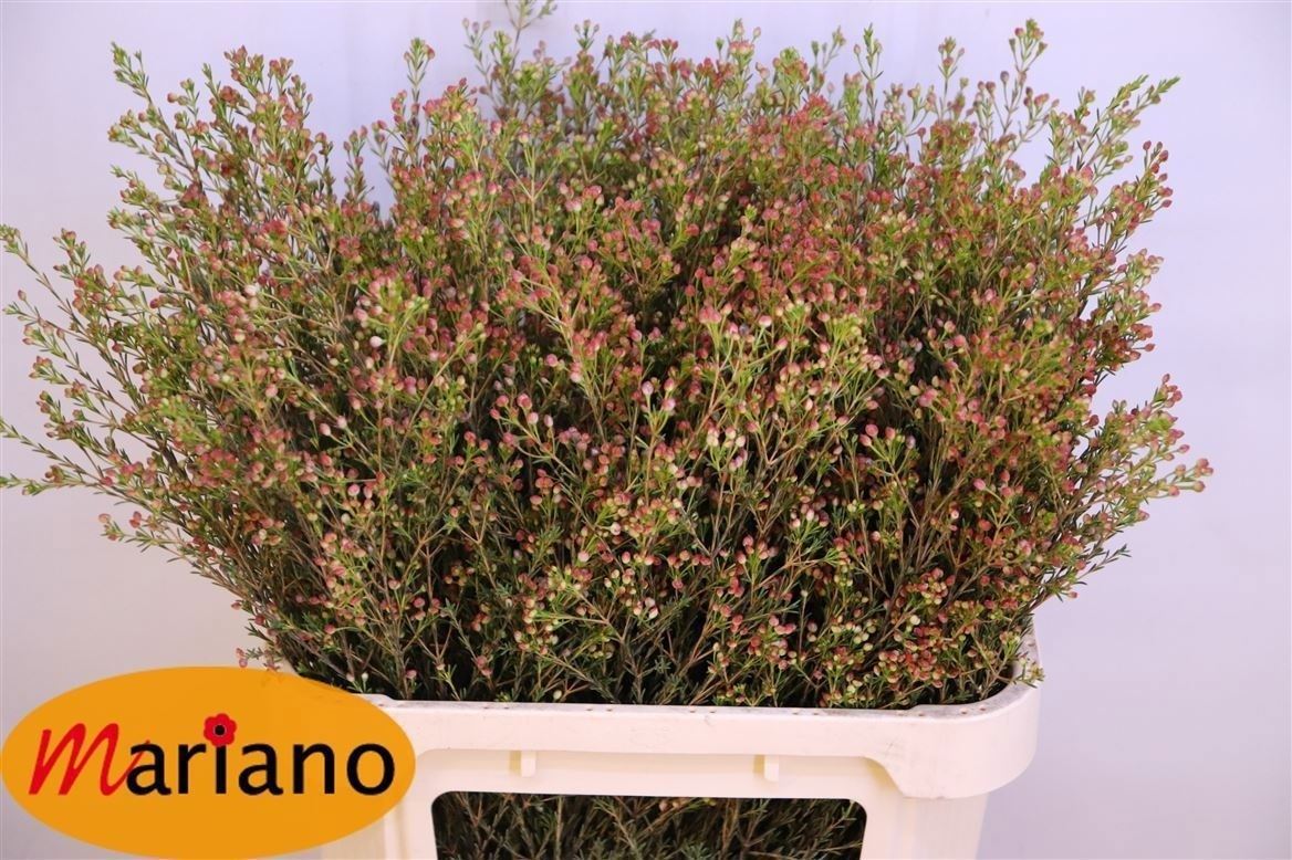 Chamelaucium Blondie 80cm 45gram