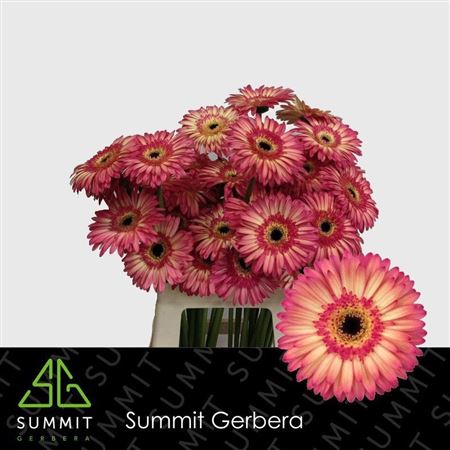 Gerbera Hippie Chic