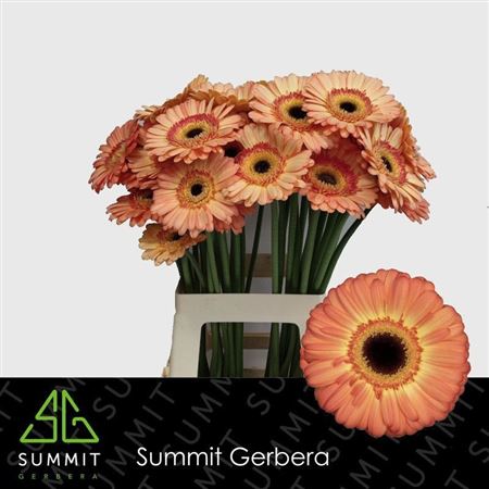 Gerbera Dino+