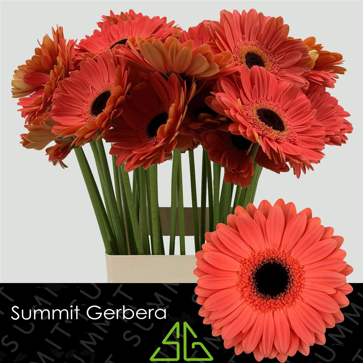Gerbera Jamilla