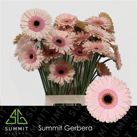 Gerbera Alliance