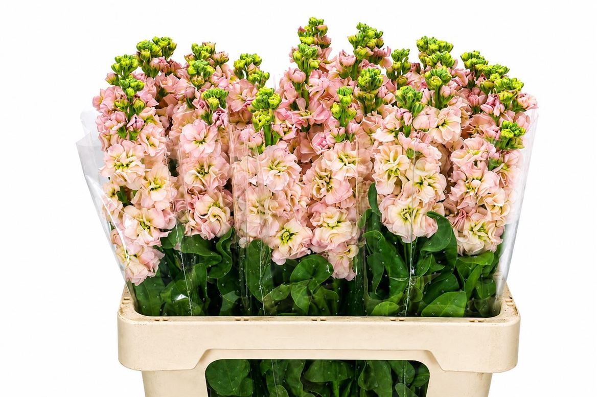 Matthiola Iron Apricot 70cm