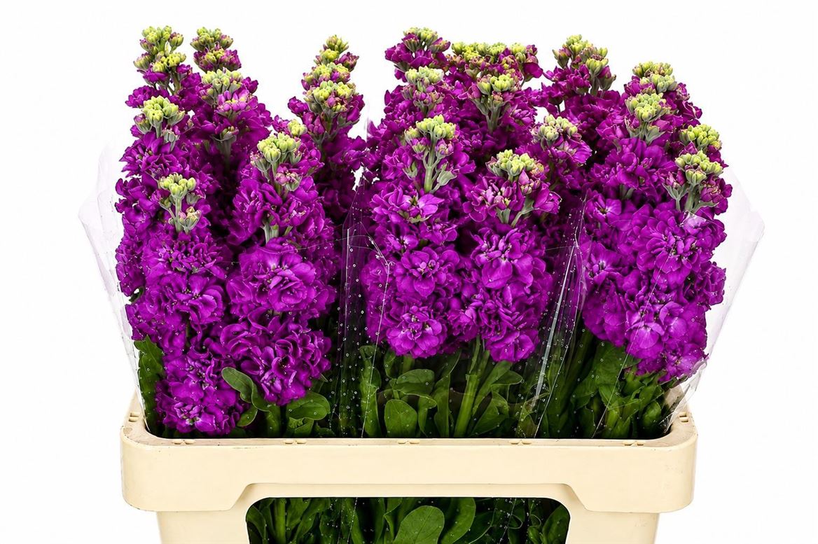 Matthiola Iron Purple 70cm