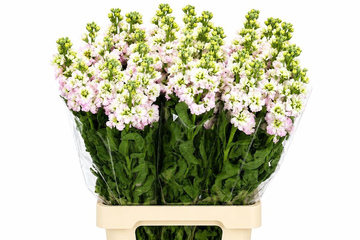 Matthiola Iron Cherry Blossom 70cm